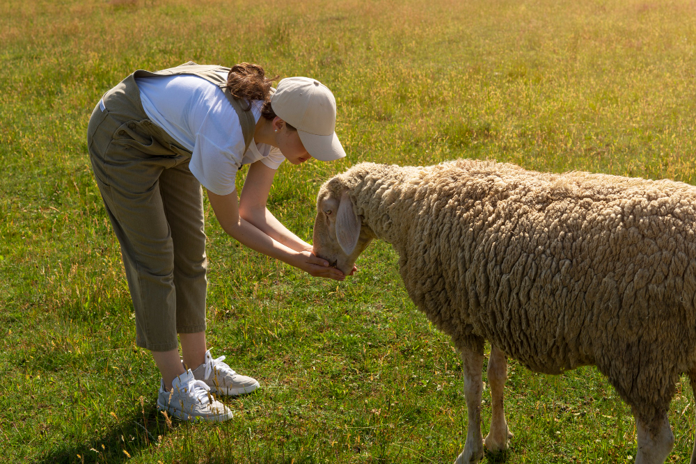 side view woman feeding sheep