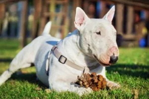 Leia mais sobre o artigo Bull Terrier: Características, Cuidados e Saúde